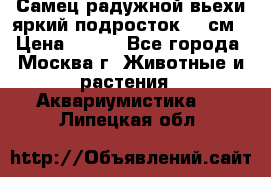 Самец радужной вьехи яркий подросток 15 см › Цена ­ 350 - Все города, Москва г. Животные и растения » Аквариумистика   . Липецкая обл.